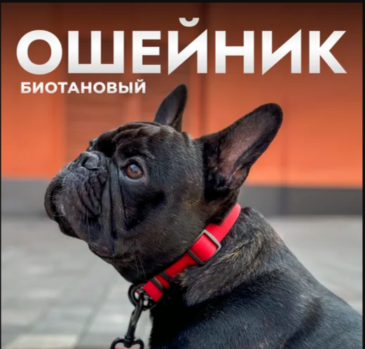 Набор амуниции LionPets Биотан Ошейник (обхват шеи 40-65 см) + поводок (2,0см*1,5м)